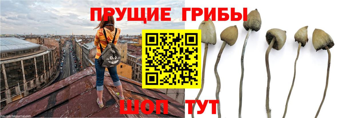 Псилоцибиновые грибы Psilocybe  Галлюциногенные грибы мицелий  Вход с VPN  Муром 